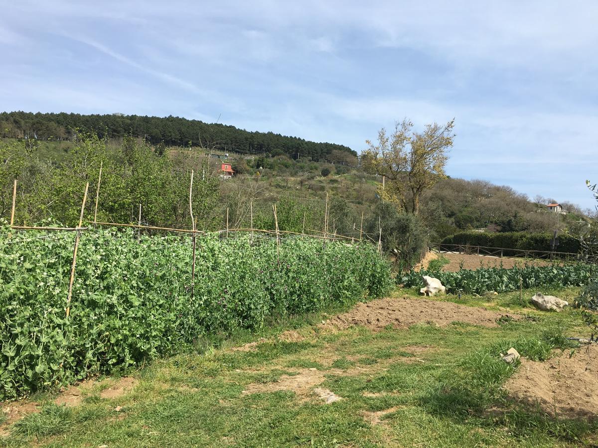 Fattoria Terranova Sant'Agata sui due Golfi